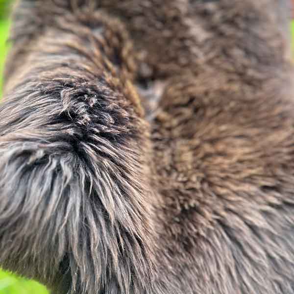 brown sheepskin rug