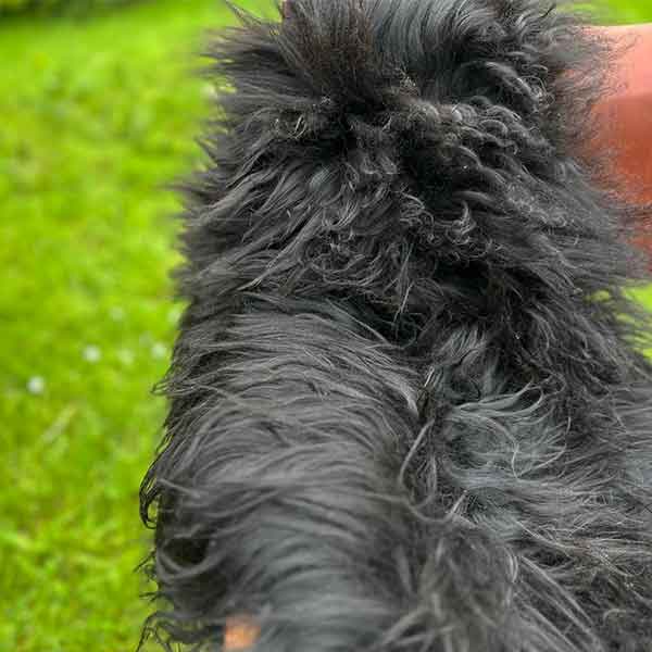 Lou Lou rug