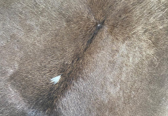 light brown cowhide rug
