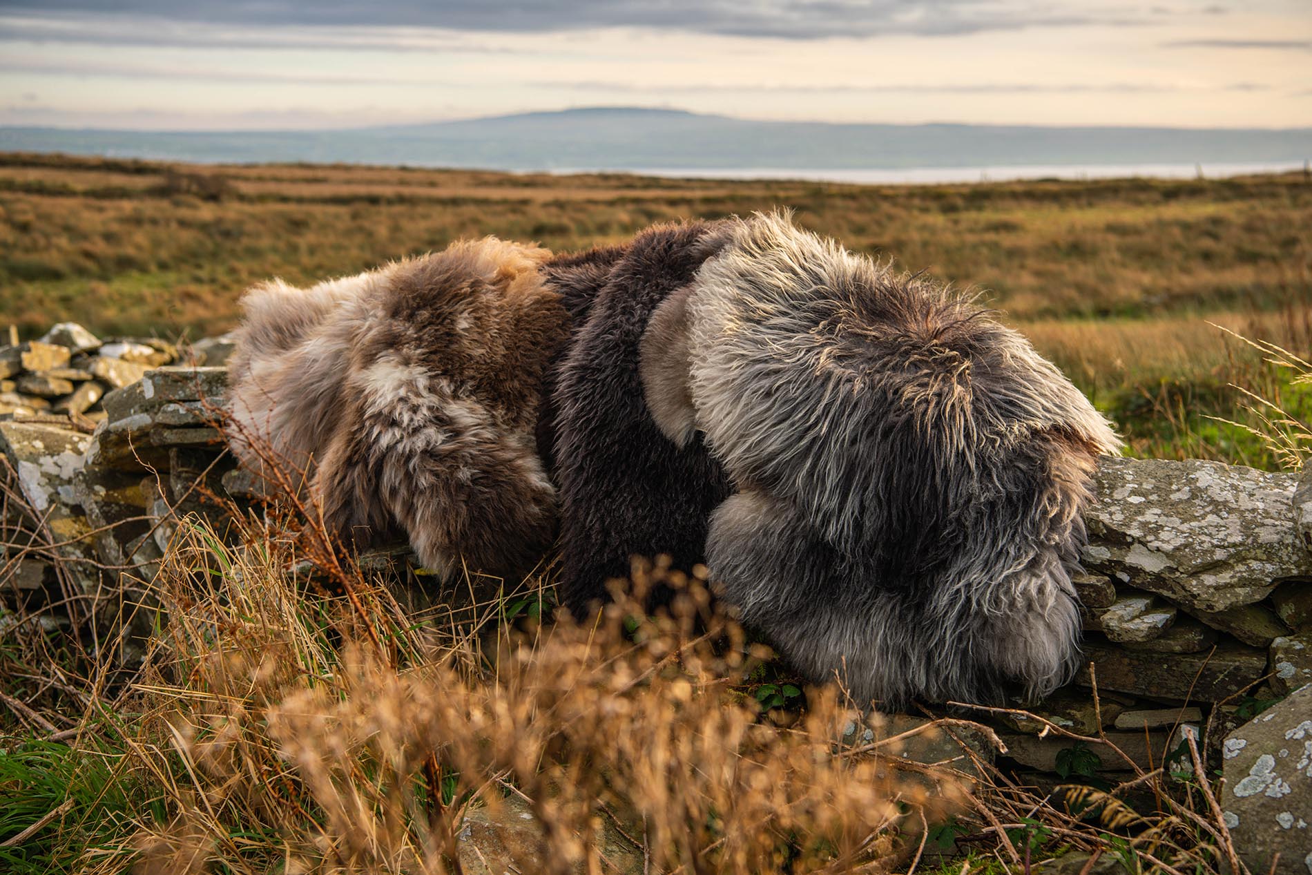 sustainable wool Ireland