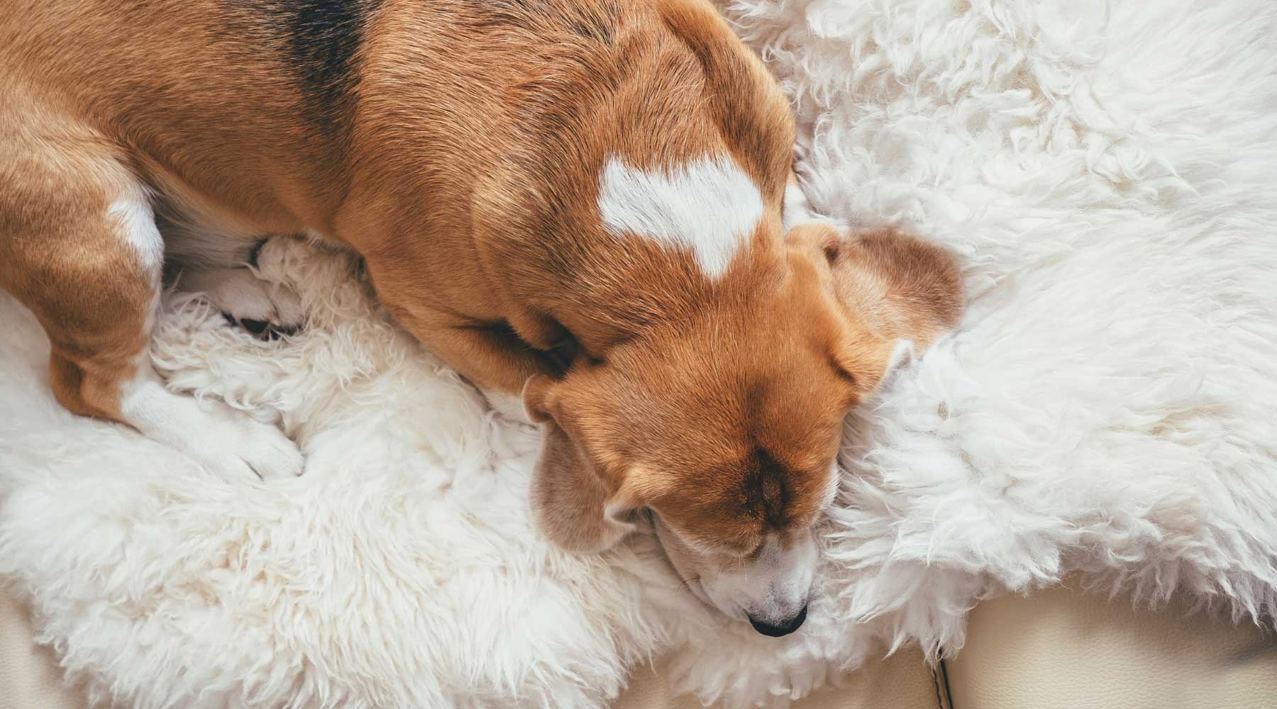 sheepskin bed for pets