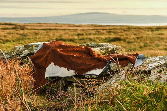 cowhide rug in West Clare