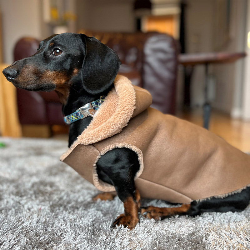 sheepskin jacket for a dog