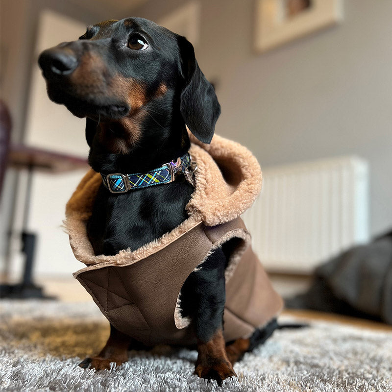 sheepskin dog jacket